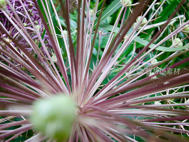 波斯之星特写(Allium Christophii)